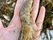 Risky Business Shrimping & Crabbing Charters, Time to Book a Charter!