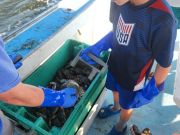 Risky Business Shrimping & Crabbing Charters, Pulling Crab Pots