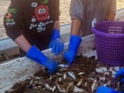 Risky Business Shrimping & Crabbing Charters, Shrimp , Shrimp, Shrimp