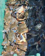 Risky Business Shrimping &amp; Crabbing Charters photo