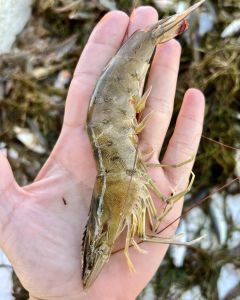 Risky Business Shrimping &amp; Crabbing Charters photo
