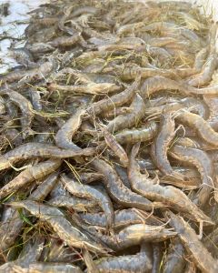 Risky Business Shrimping &amp; Crabbing Charters photo