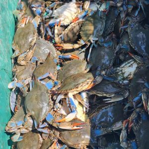Risky Business Shrimping &amp; Crabbing Charters photo
